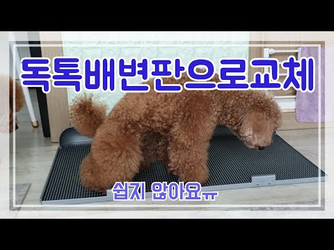 8년만에 화장실바꾸기.독톡배변판후기