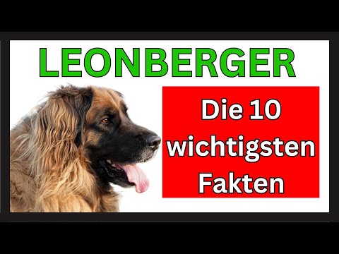 Video: Der Leonberger: Eine große und freundliche Hunderasse