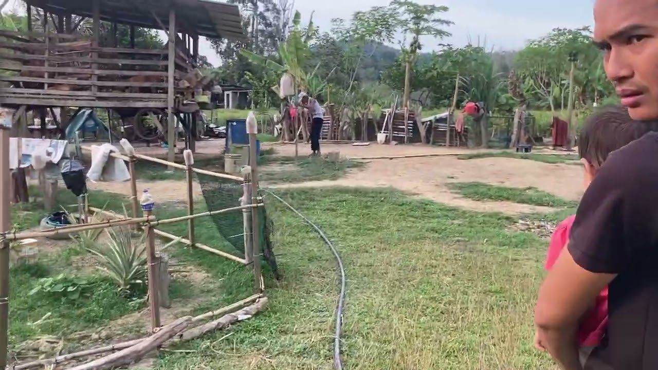 Telur Ayam Belanda Tidak Menjadi, Buat Yang Komen.