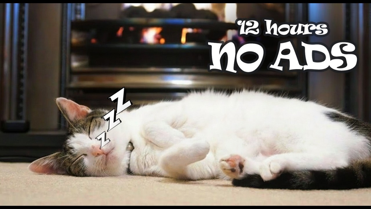 Peaceful Piano Music to Calm Your Cat 🐾 Stress Relief & Deep Sleep Music