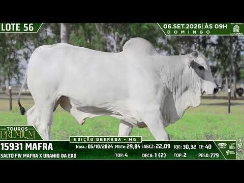 LOTE 56
