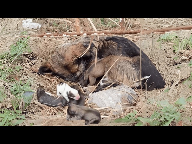 A Mother's Painful Choice—She Walked Away, Trusting Us As Her Only Hope To  Save Her Puppies... - YouTube