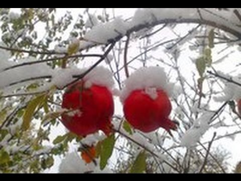 Укрытие молодых саженцев граната на зиму.