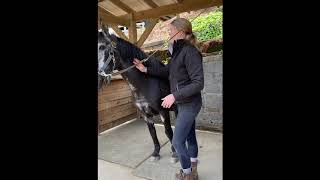 Grooming 2: How to Use a Curry Comb