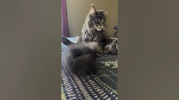 Watch the video about Meet Manny, the Maine Coon Cat with the Cutest Pose! #mainecooncat