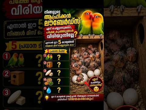 Lovebirds Egg เดเดเตเดจเตเดจเต, เดชเดเตเดทเต เดตเดฟเดฐเดฟเดฏเตเดจเตเดจเดฟเดฒเตเดฒเต? เดเดพเดฐเดฃเด เดเดคเดพเดฏเดฟเดฐเดฟเดเตเดเดพเด! ๐ณ