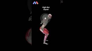 High Bar vs. Low Bar Squat: Which One Should You Choose? 🏋️‍♂️