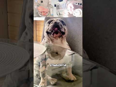 This Dog is Really Singing About His Favorite Thing… FOOD!!