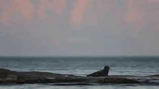 Amazing animals - Ringed Seals on Lake Ladoga