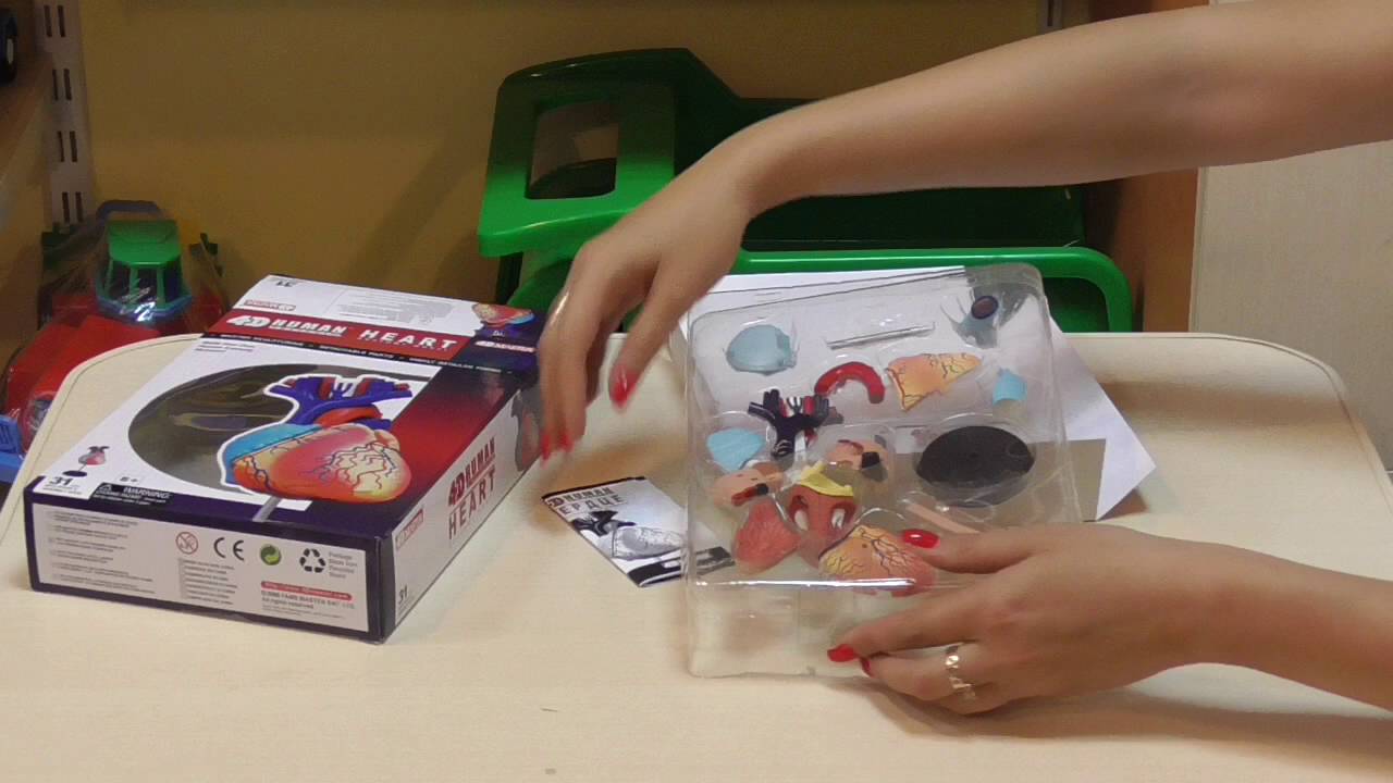 Анатомическая модель Сердце человека 26052 4D Master