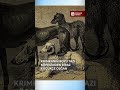 Qırımda nadir köpek cınısları qayda ğayıp oldılar?