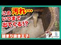【詰まり抜き】何十年分の汚れ！？職人が汚れが大量についた排水管を高圧洗浄できれいに掃除！すっきり！[drain][排水溝掃除][現場]
