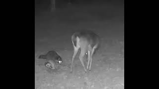 03🦝Weekly Raccoon Shenanigans  Trail Cam Compilation – Week of 11 01 2025 to 11 07 2025