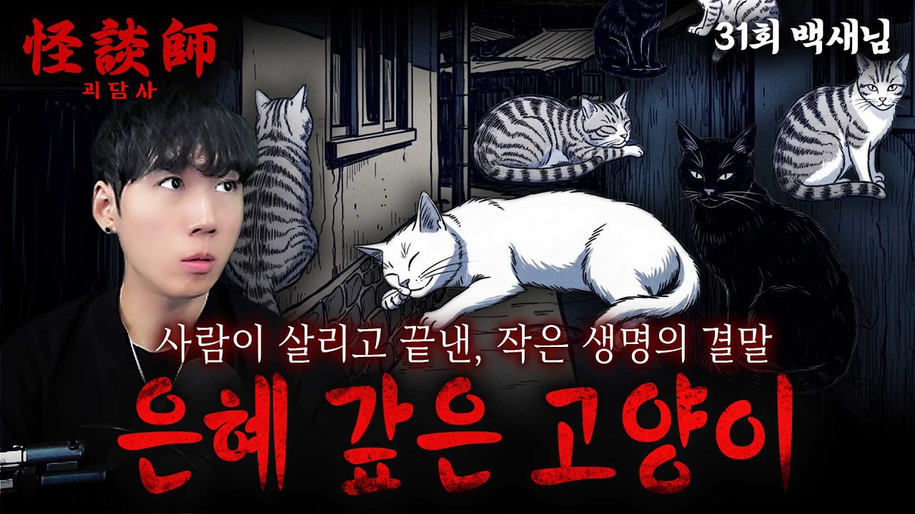 [시청자 사연을 들려주는] 괴담사 31회 백새님 '은혜 갚은 고양이' '사람이 살리고 끝낸, 작은 생명의 결말' 마지막으로 돌려준 선물