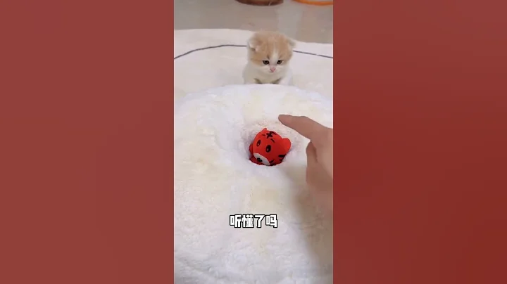 【小奶猫成长记】救命，妹妹当年也不至于被卡住 - 天天要闻