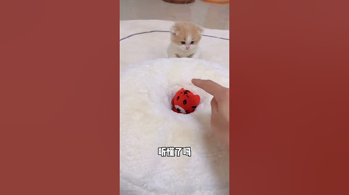 【小奶貓成長記】救命，妹妹當年也不至於被卡住