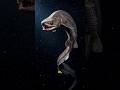 This Shark Is Older Than the T-Rex! #ocean #sharks #deepsea