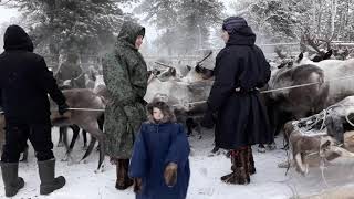 Оленеводы совхоза Саранпаульский, коми -зыряне