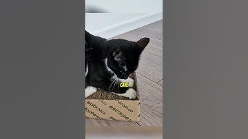 NEVER Declaw a Cat ❌