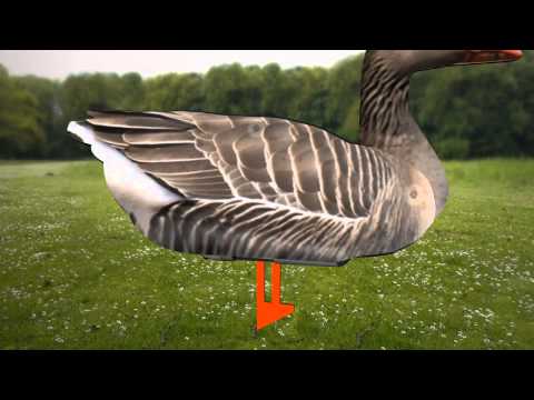 FUD Lockvögel - Vorteile auf der Jagd