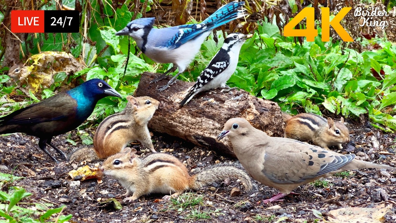🔴 24/7 LIVE: Cat TV 😺 Summer Fun with Cute Birds, Squirrels, Chipmunks 🐦 4K Cat Games HDR