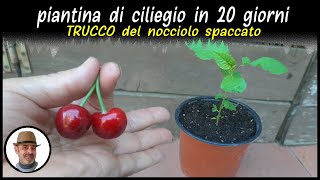 PIANTA DI CILIEGIO IN 20 GIORNI trucco del nocciolo spaccato, PLANTA DE CEREZA EN 20 DÍAS