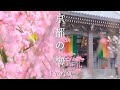 京都梅景色28選：華やかな梅の名所へご案内｜城南宮｜北野天満宮｜東寺｜清水寺｜嵐山｜京都御所｜ライトアップ｜紅白の絶景