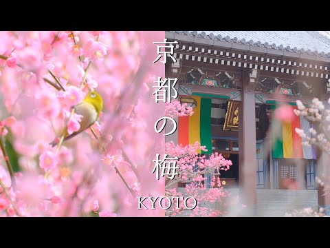 Hidden Gems: 28 Secret Plum Blossom Spots in Kyoto - YouTube
