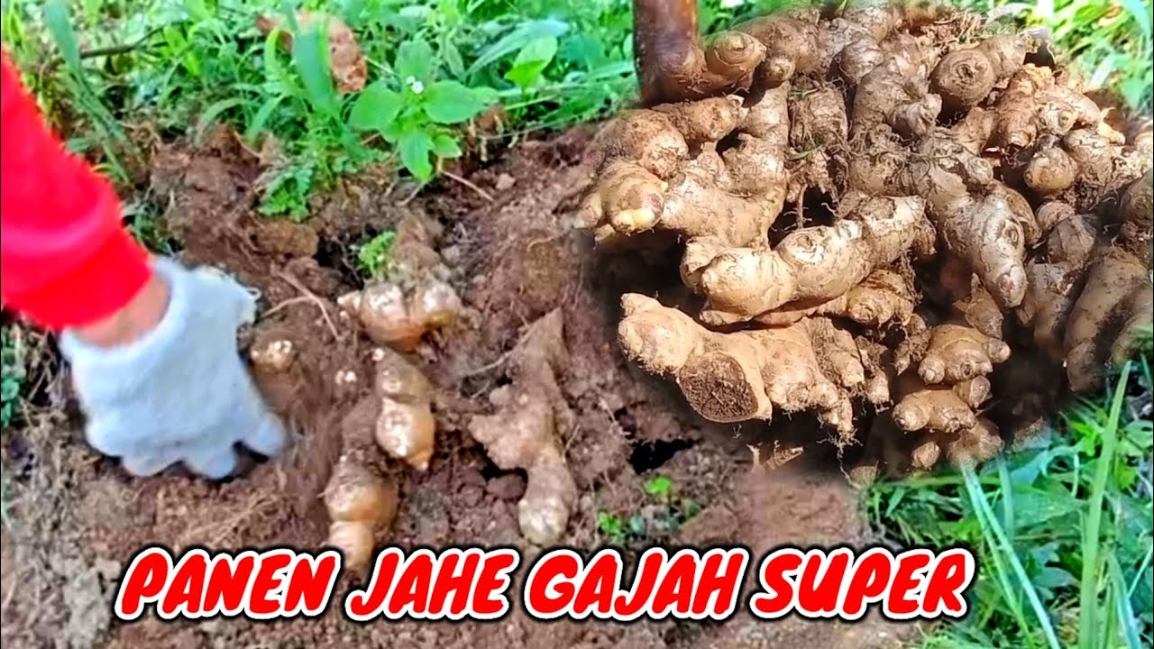 panen jahe gajah super YouTube