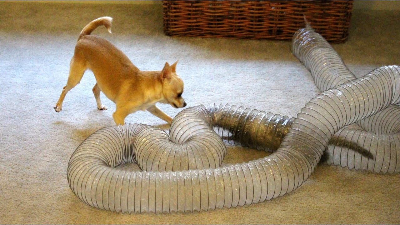 Ferret and Chihuahua play with the tunnel YouTube