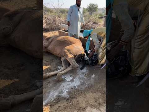 شعر الجمل بالبرودة فصار سعيد ا