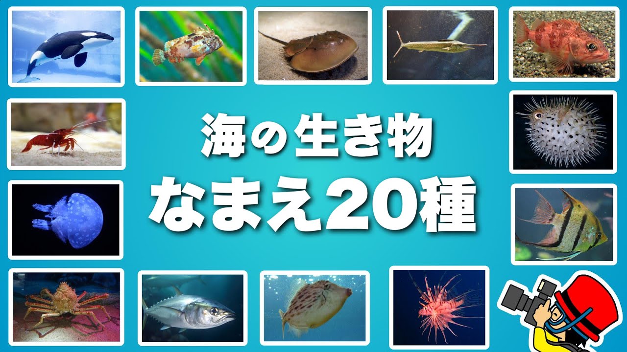 海の仲間 種類ランダム : 1747種の全ての写真を一覧で表示した魚図鑑 – DRMCQT