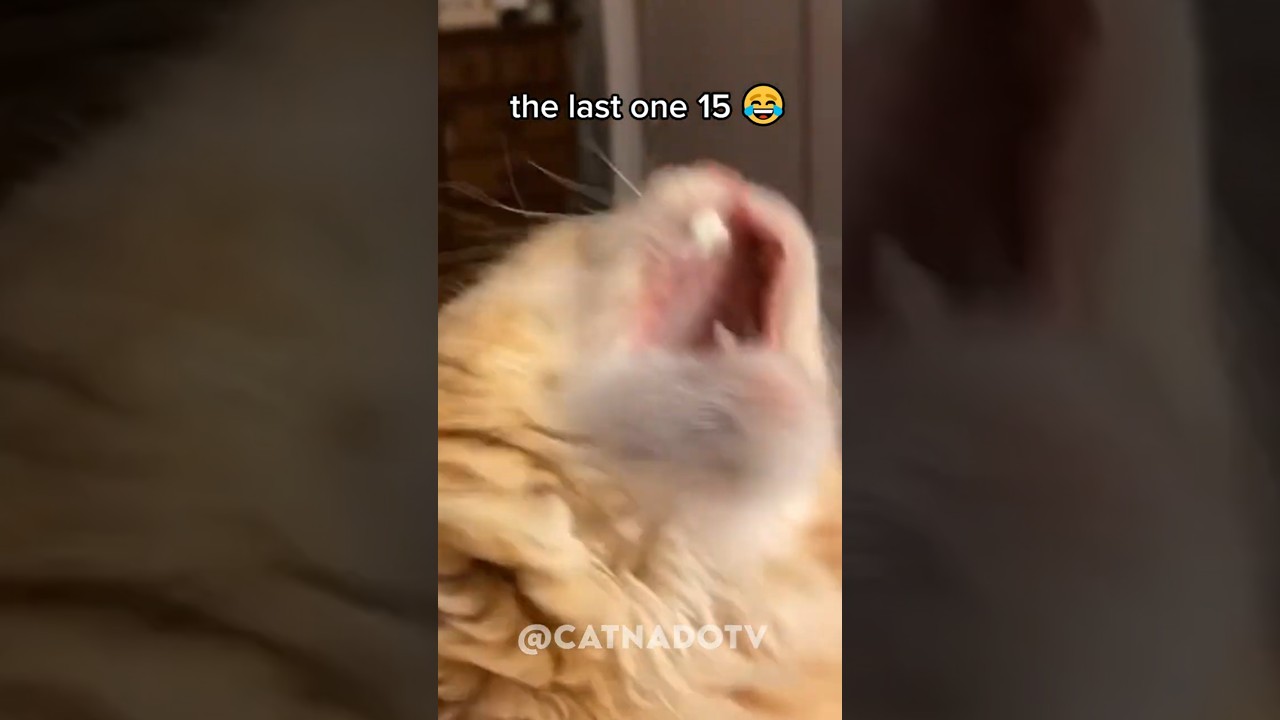 funny cat memes 😂😂😂