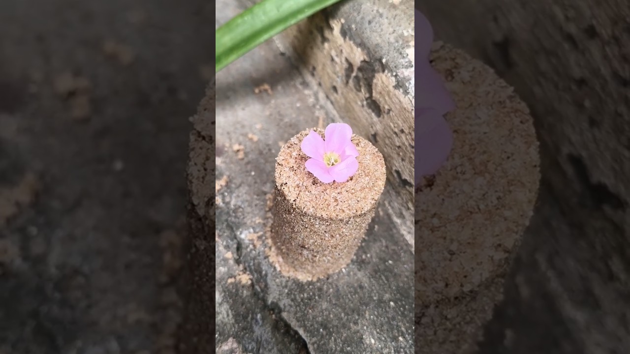 small sand cake with flowers 🌺