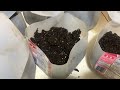 Planting tree seeds in winter. #growingtrees #saskatchewanplantnursery