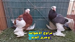 تزاوج الاخوات في الحمام |واسباب حرق الدم ، وازاي تحسن السلاله