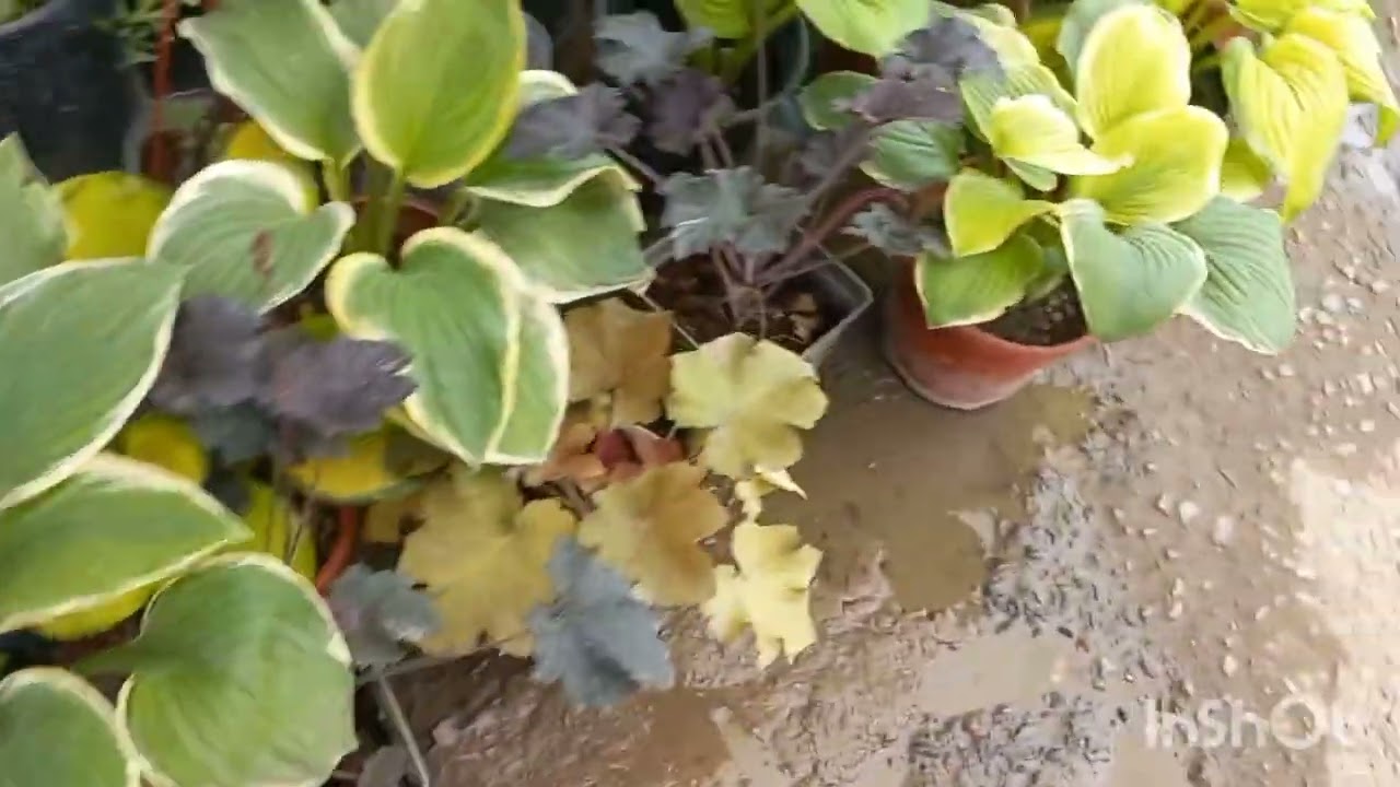 ТОШКЕНТ  ЧОРСУ ГУЛ БОЗОРИГА БОРДИМ🪷💐🪷💐🪻🌷🪻🌷🌼🌻🌼🌻🌺🌹🌹