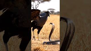 Africas Most Dangerous Bird L