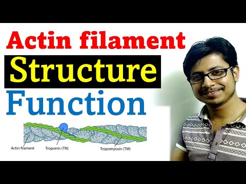 Actin filament structure and function | microfilament structure and function