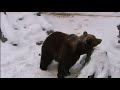 Ушки-ушки - медвежьи почесушки ♥️🙂 Медведь Мансур