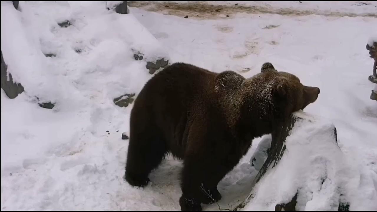 Покажи видео про медведей