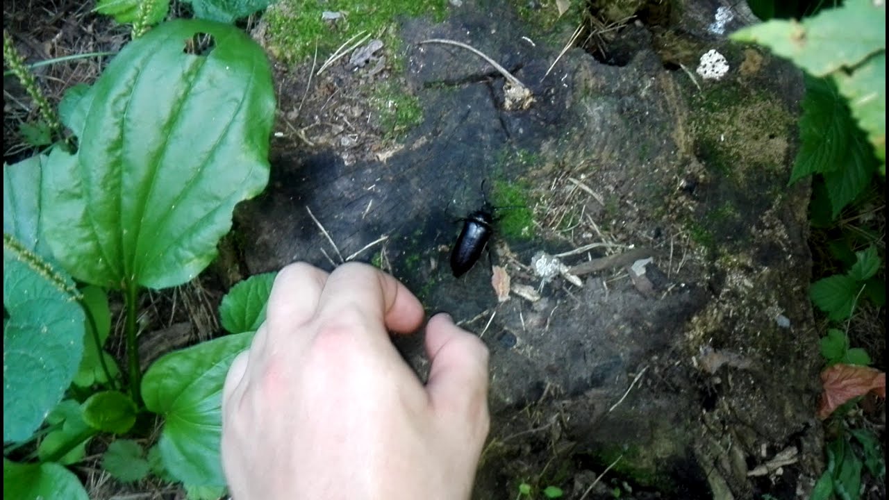 Prionus coriarius (Linnaeus,1758). Самка усача-кожевника.