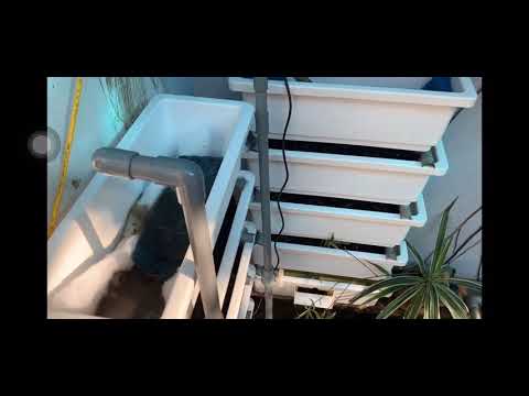 Video Tự làm dàn bakki cho hồ Koi bằng chậu nhựa trồng cây - youtube