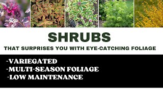Shrubs for Front yard | Best Colorful Compact Shrubs for Small Garden |  Low Maintenance Shrubs