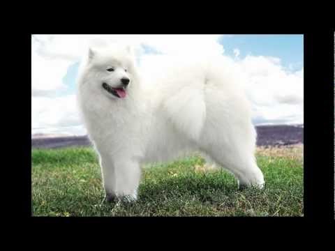 Top 10 Most Beautiful Dog Breeds