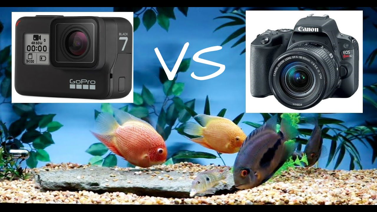 Canon Sl2 VS GoPro Hero 7 Black | which one is better?