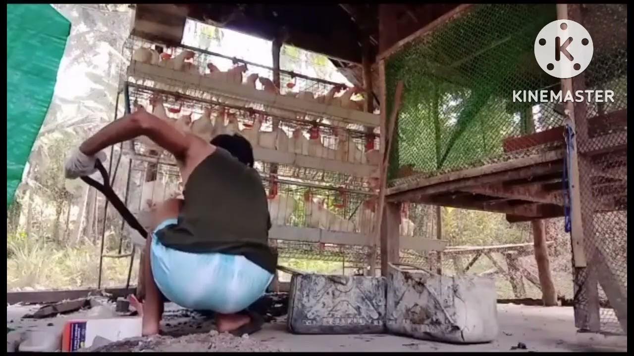 How to clean chicken poop from chicken Coop YouTube