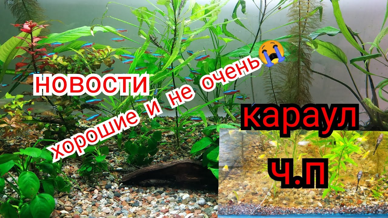 Травники, аквариумы с растениями - YouTube