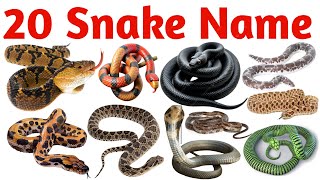 Learn 20 Sea Snake Names Fun Ocean Reptiles Learning for Kids English Vocabulary