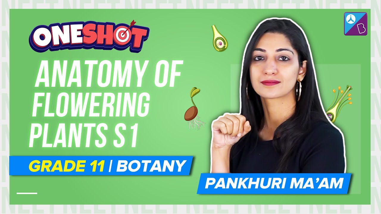 Anatomy of Flowering Plants Class 11 Biology One Shot (Chapter 6 ...